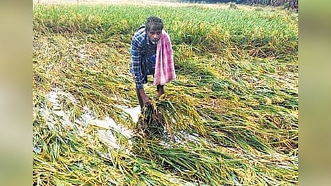 Representative Image of a farmer 