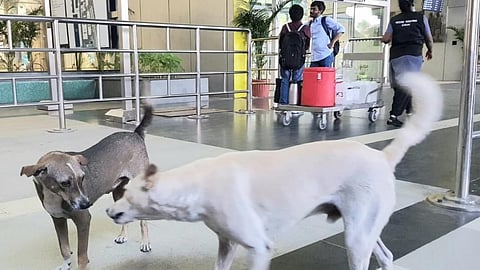 Stray dogs roaming in large numbers at Chennai International Airport