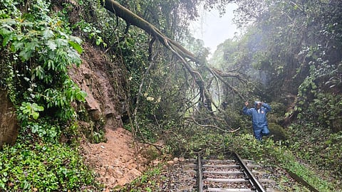 An uprooted tree on NMR railway track