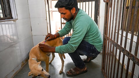 Salem leads in dog bite cases