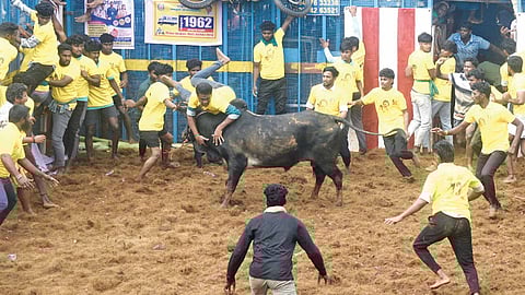 A tamer testing his skills against a bull at the Thatchankurichi jallikattu on Saturday