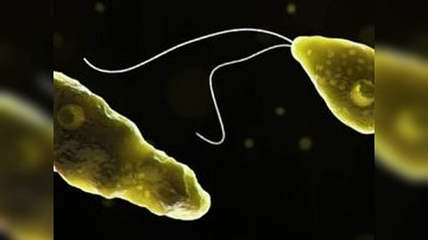 Brain-eating Amoebae