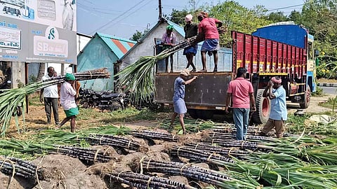Sugarcanes being loaded on to a truck for distribution as part of Pongal gift in all PDS outlets across the state