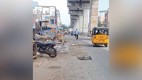 Stray cattle, two-wheelers and garbage found on the main road