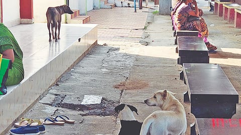 Stray dogs roaming the premises of the Washermenpet railway station