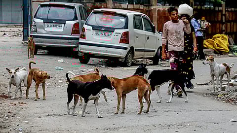 People walk past a group of street dogs, in New Delhi