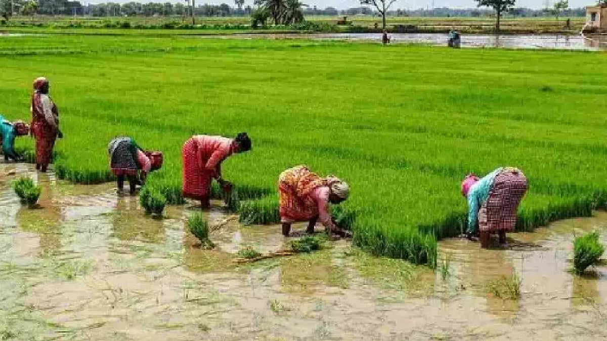 Green manuring popular in Tamil Nadu, but outcomes vary: Study