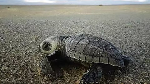 Representative Image of Olive Ridley turtle