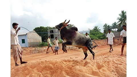 Tamil Nadu: Owning jallikattu bull a symbol of pride
