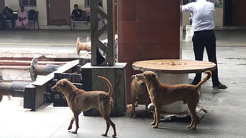 Stray dogs seen in Chennai Central Railway Station