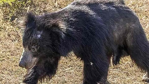 Representative Image of wild bear