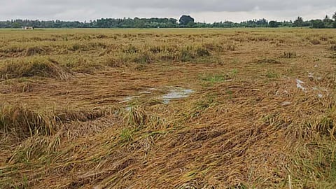 Representative Image of damaged crops