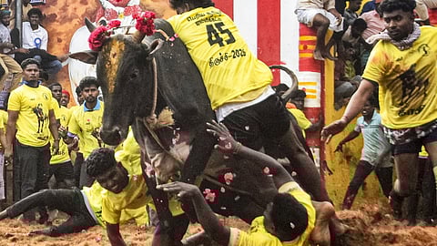 Tamers try to subdue a bull during the event at Sooriyur arena in Tiruchy, on Friday