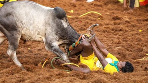 Alanganallur Jallikattu