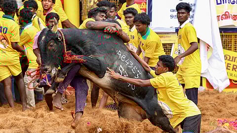 Representative image of Jallikttu event