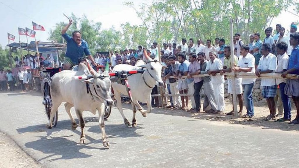 Tamil Nadu | Boon or bane: Rising presence of non-native bulls in rekla ...