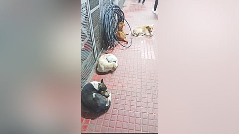 Stray dogs on the station premises have intensified the safety
concerns among the regular commuters