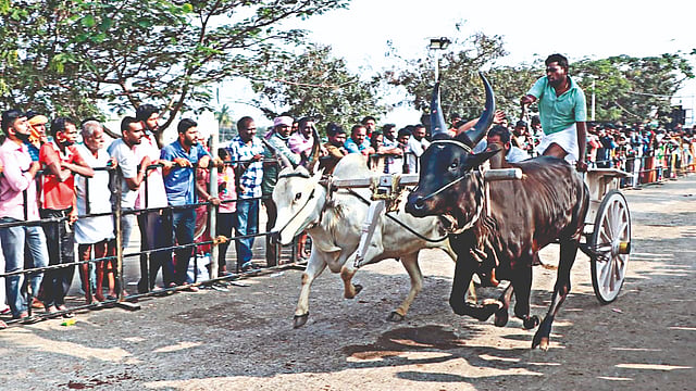 Tamil Nadu: Once rugged, rekla races have evolved into organised sport