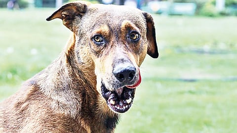 Policy failure: Eliminating dogs doesn’t eliminate danger
