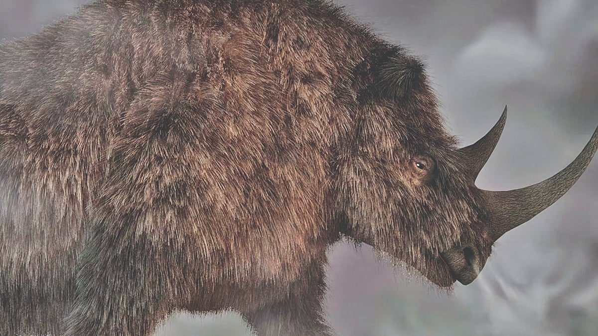 Ice age: Wolf pup's last meal DNA unveils woolly rhino fate