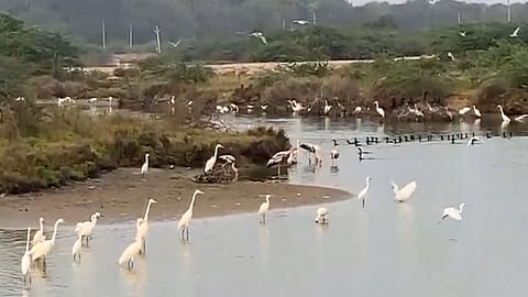 Water birds flock rainwater filled salt pans in Thoothukudi