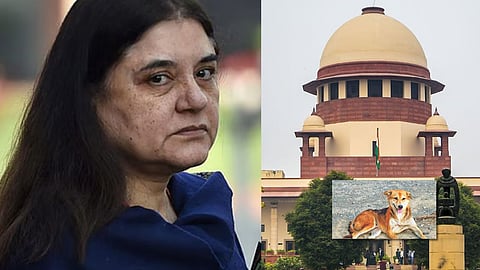 Maneka Gandhi, Supreme Court (Insert) stray dog