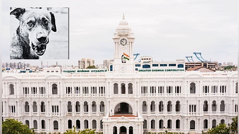 Greater Chennai Corporation (insert) Pet dog 