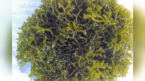 Seaweed