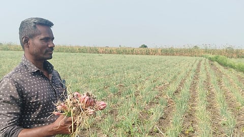 A farmer showing onions which were damaged by white frost