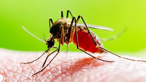 Image of mosquito used for representative purpose 