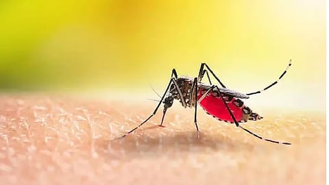 Kerala student dies of dengue in Tambaram