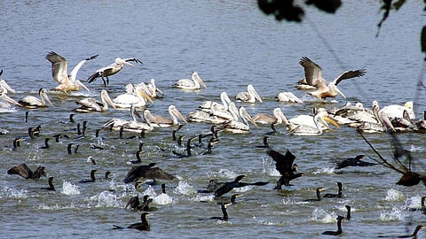 Representative image for aquatic birds