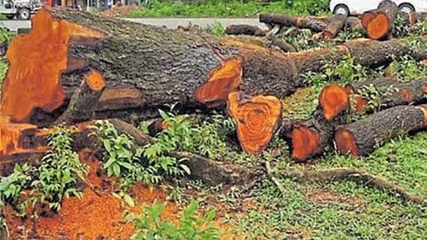 Representative image of cutting trees