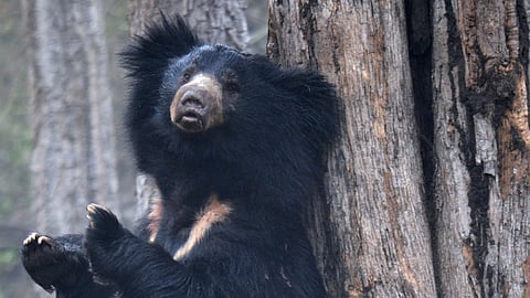 Representative Image for Sloth Bear