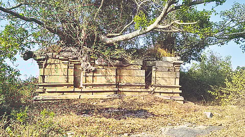 Temple remained concealed
beneath a large banyan tree