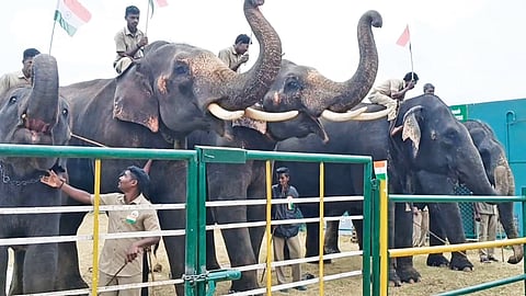 Elephants at Thepakkadu camp salute the national flag
