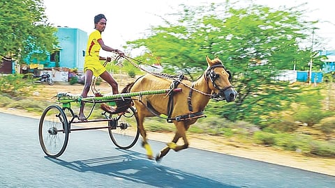 Traditional Horse cart race
