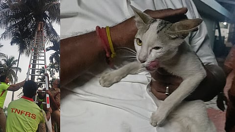 Stranded kitten (inset) on a coconut tree being rescued
