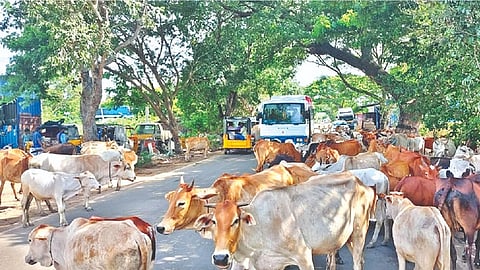 Image of cattle herd used for representative purpose