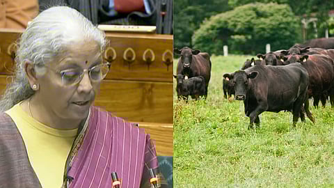 Finance Minister Nirmala Sitharaman  and Live stock 