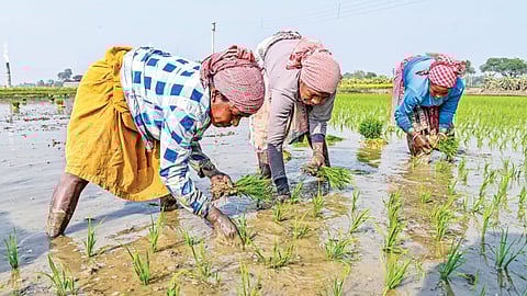 Agriculture employs about 45 per cent of the workforce in the country.