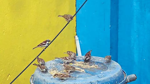 Sparrows