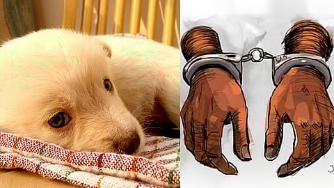 Image of (L) puppy used for representative purpose