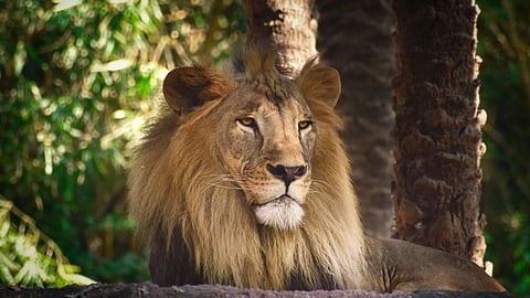 Asiatic lion