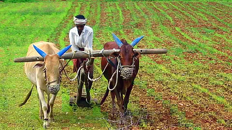 Representative Image for Farmer 