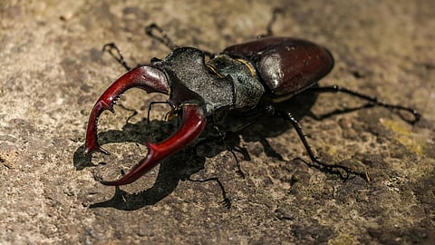 Representative Image for Beetle 