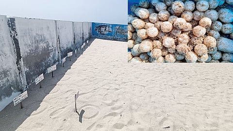 Nearly 1,100 turtle eggs were discovered along the Dhanushkodi beach and transported to a hatchery in MR Chathiram