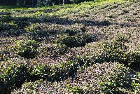 Frost covered tea plantation