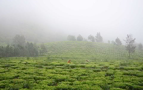 A normal looking lush green tea garden before onset of frosting