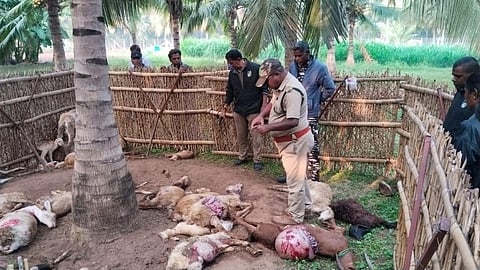 Forest department staff examine the carcass of goats in Pollachi  